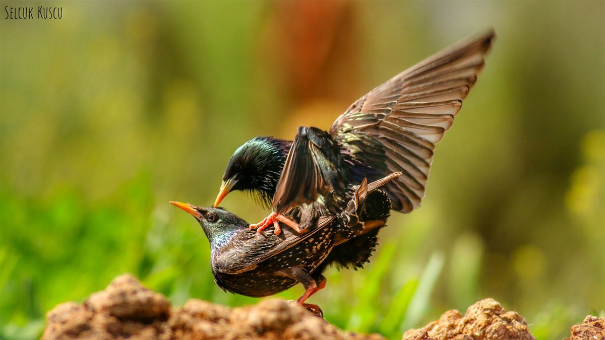 Common Starling