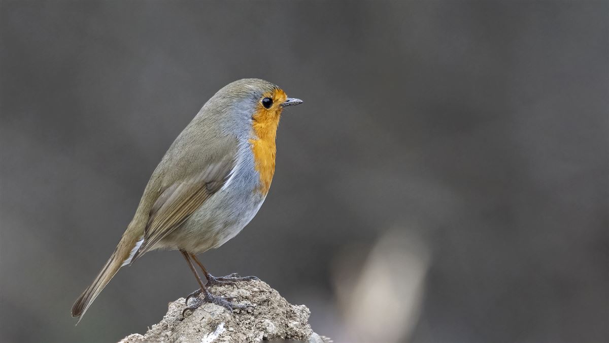 European Robin