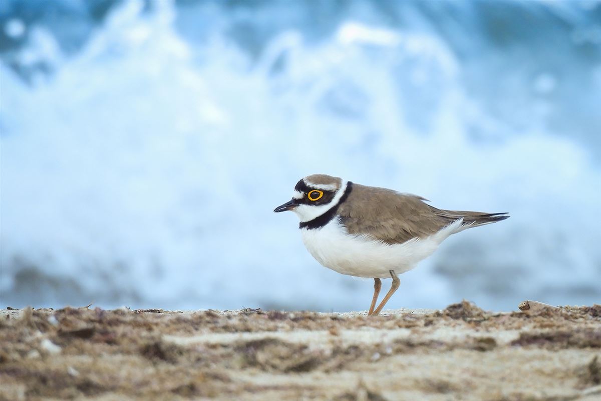Little Ringed Plover