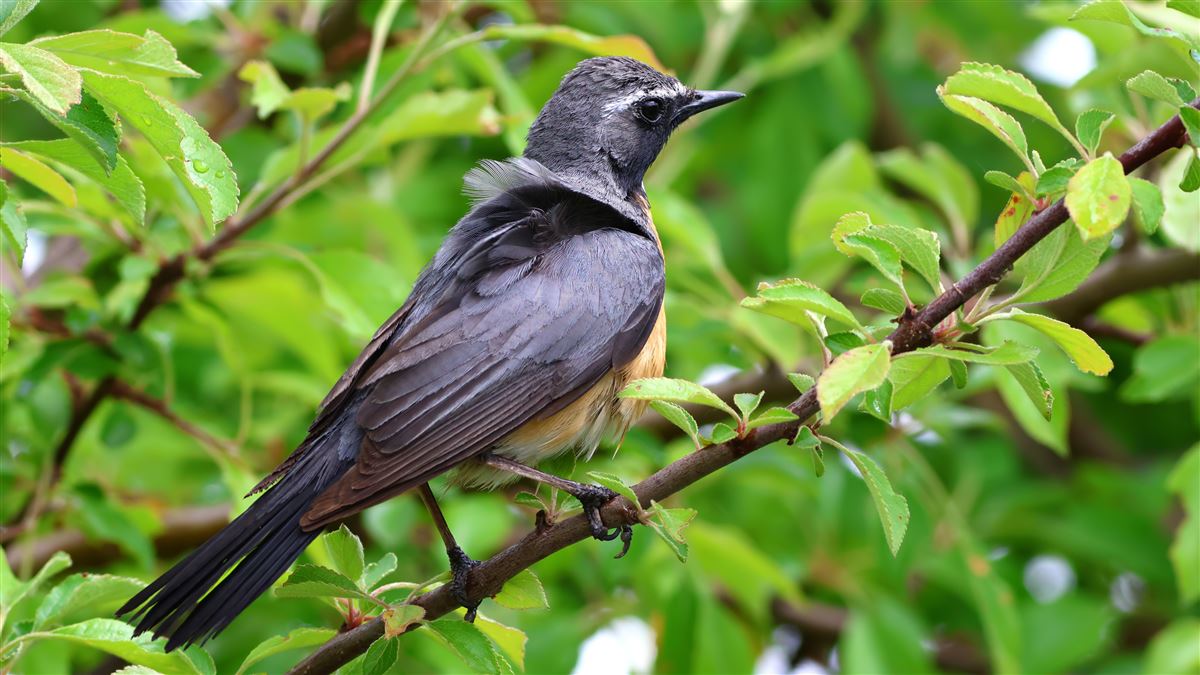 White-throated Robin