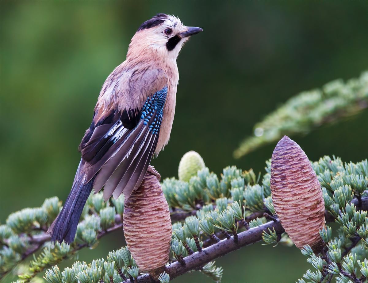 Eurasian Jay