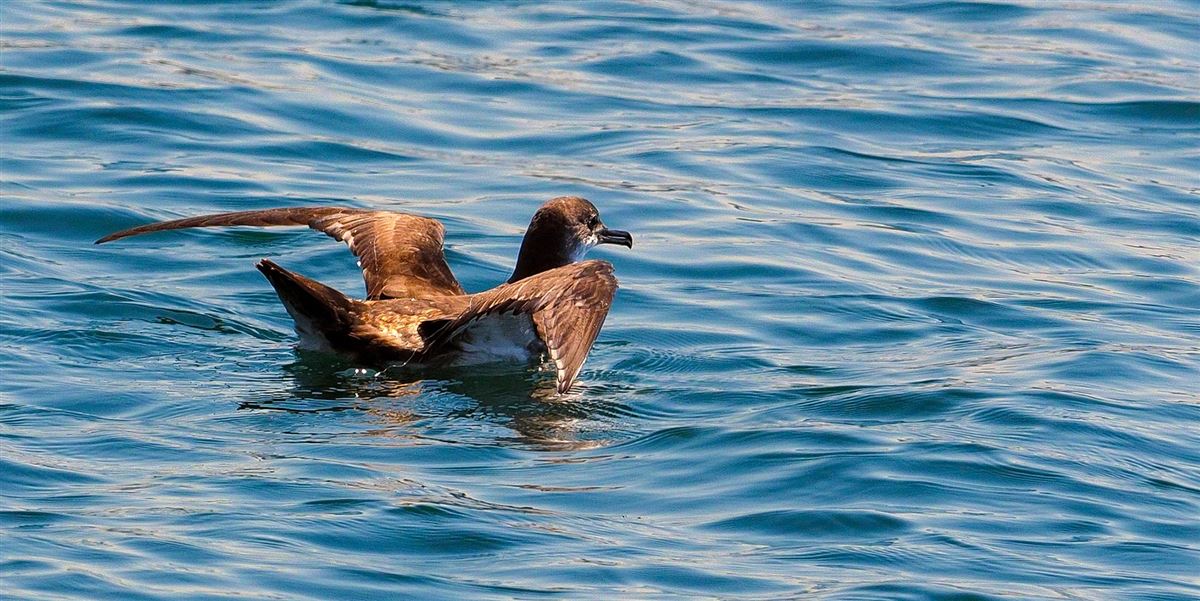 Yelkouan Shearwater