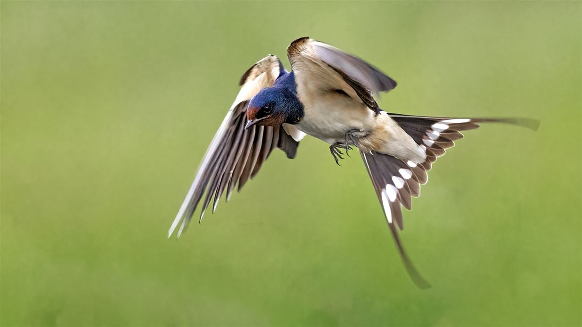 Barn Swallow