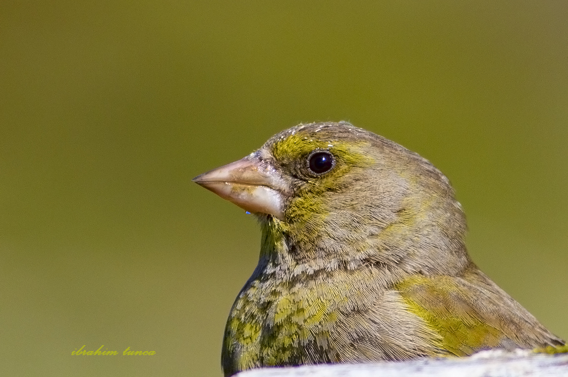 European Greenfinch