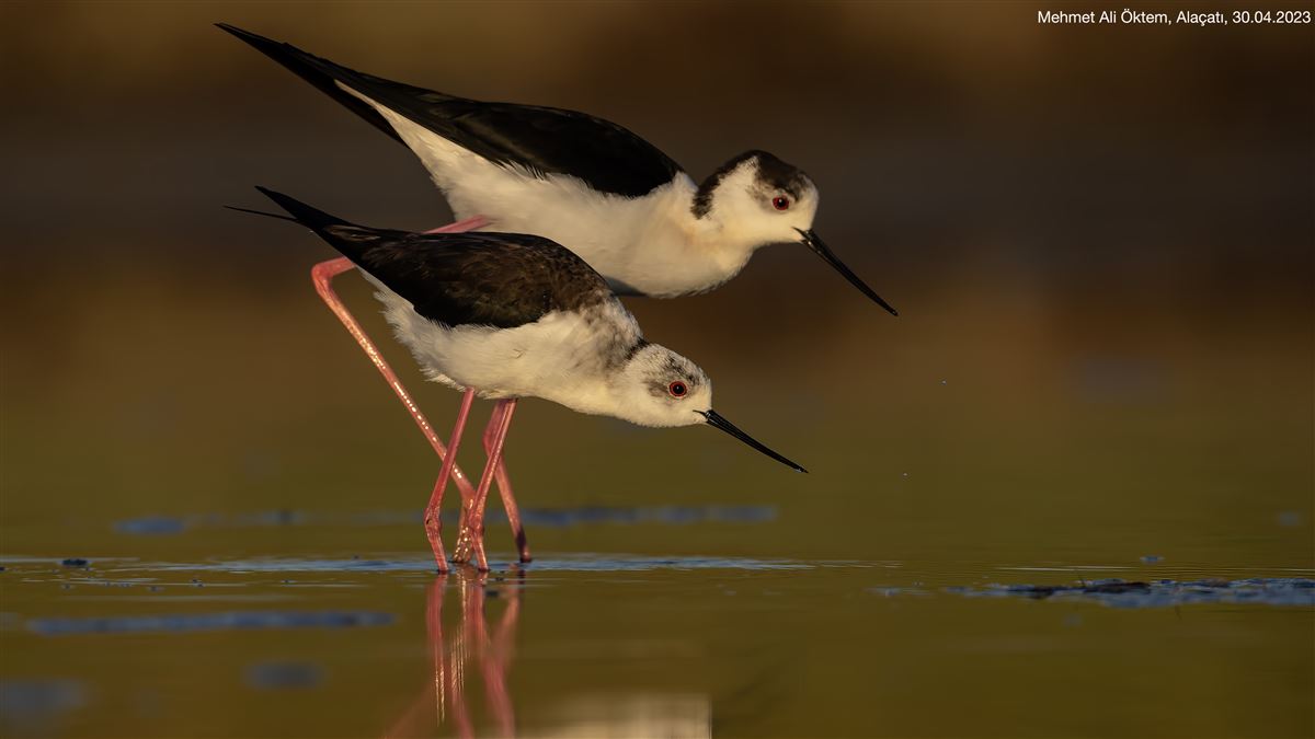 Black-winged Stilt