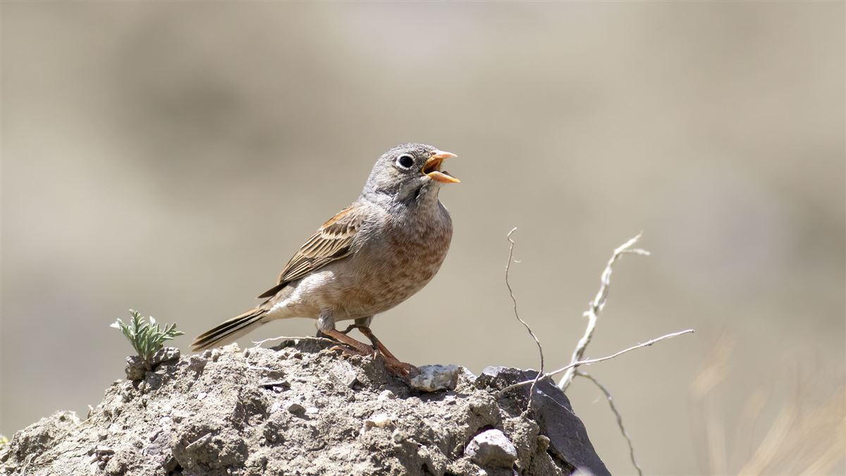 Grey-necked Bunting