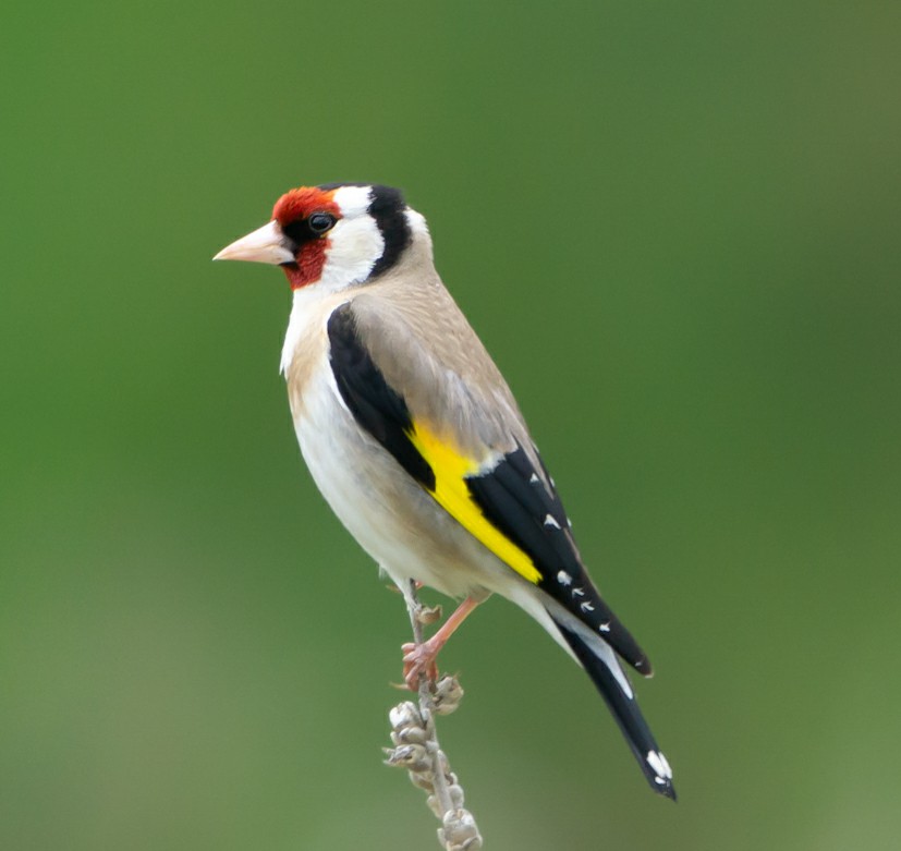 European Goldfinch