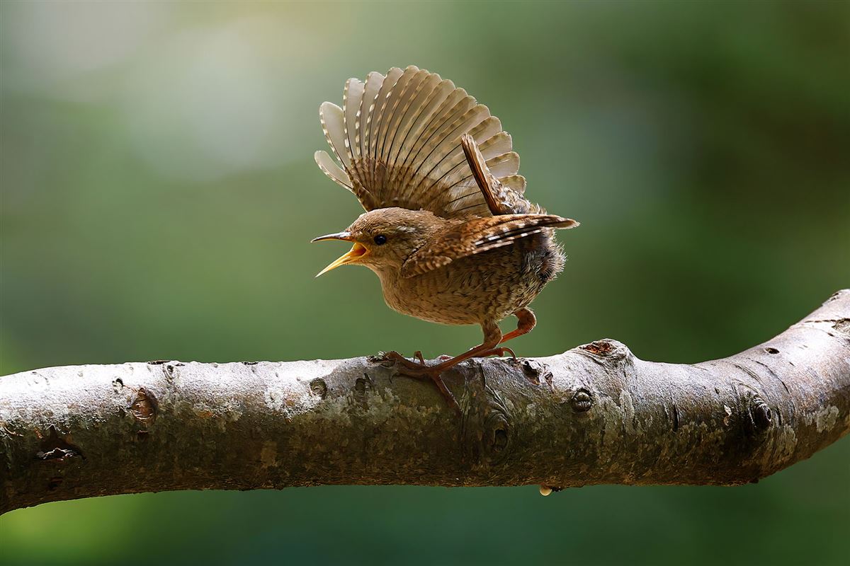 Eurasian Wren