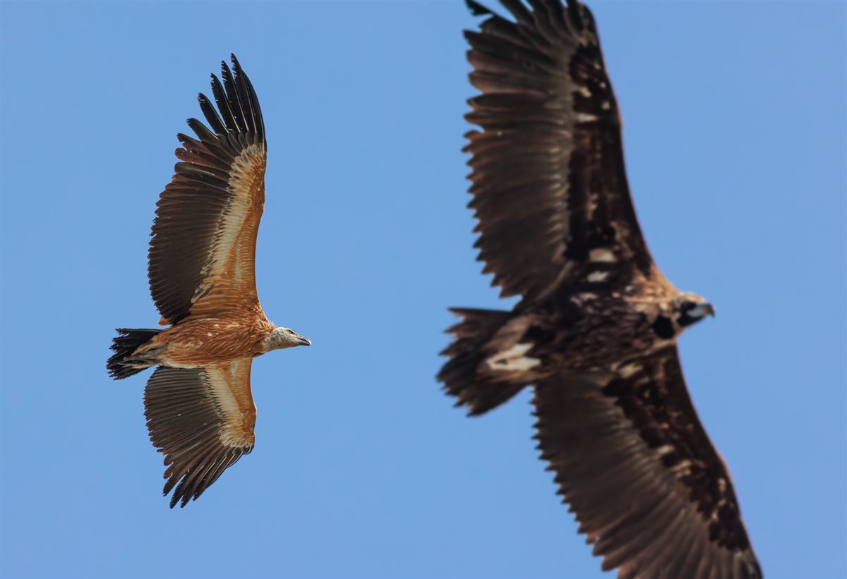 Griffon Vulture