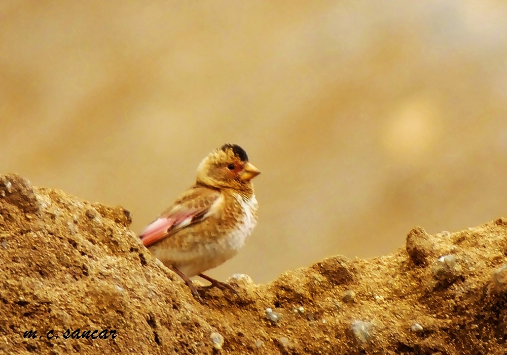 Crimson-winged Finch