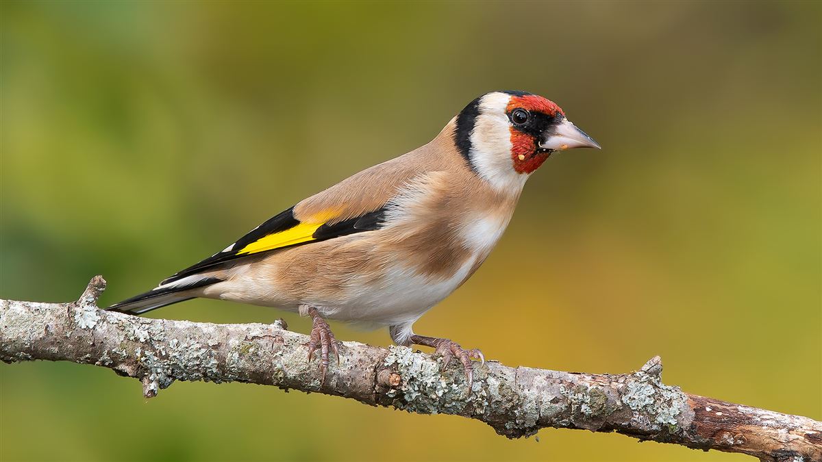 European Goldfinch