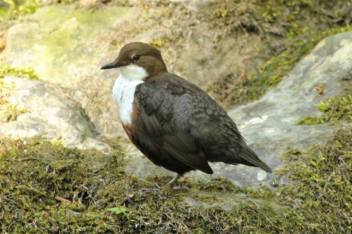 White-throated Dipper