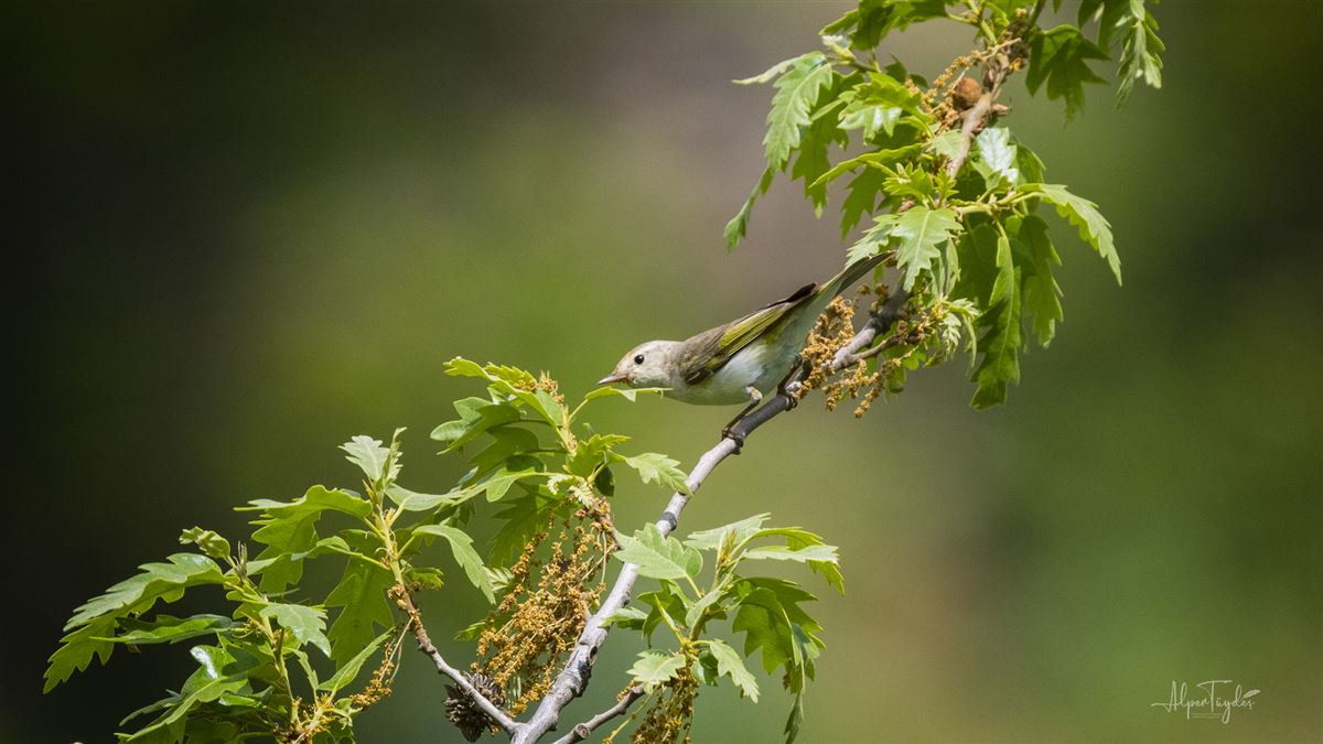 Eastern Bonelli`s Warbler