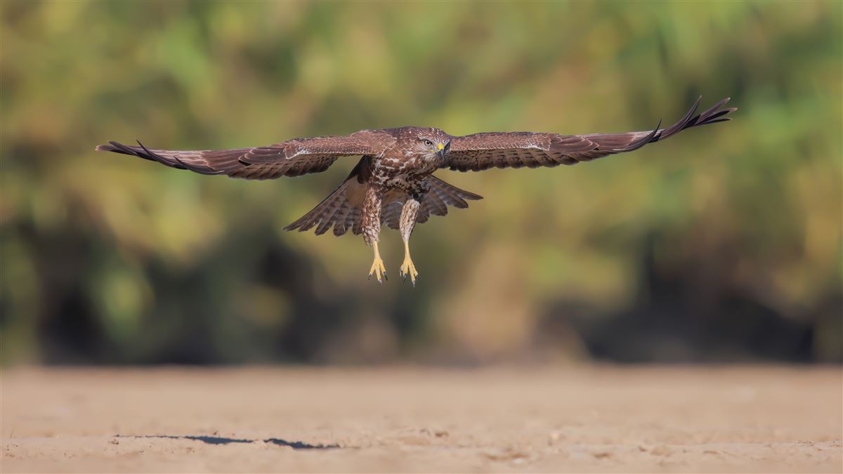 Common Buzzard