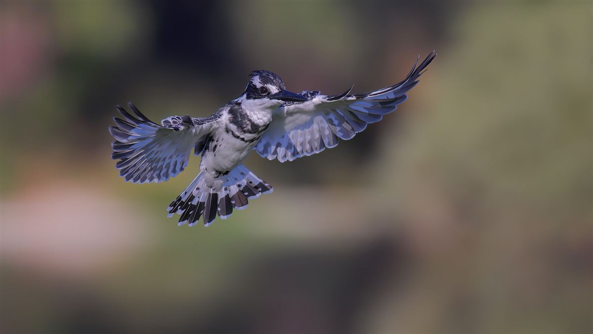 Pied Kingfisher