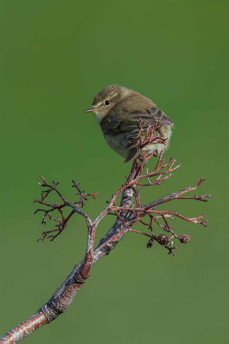 Mountain Chiffchaff