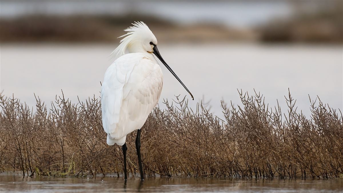 Eurasian Spoonbill