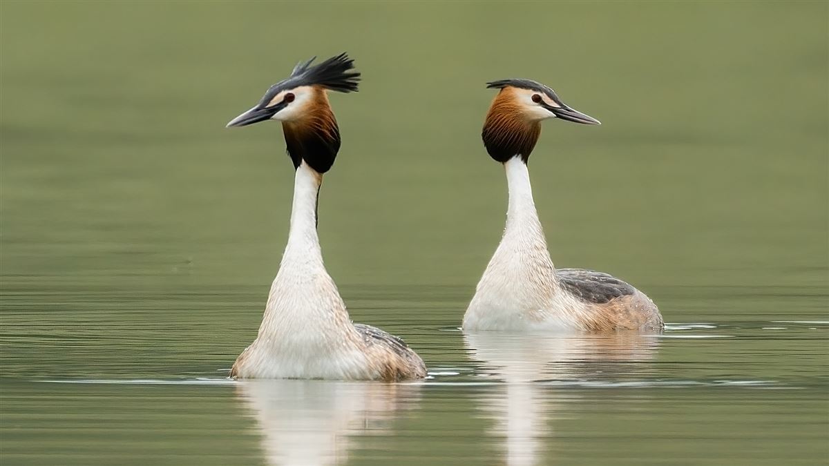 Great Crested Grebe