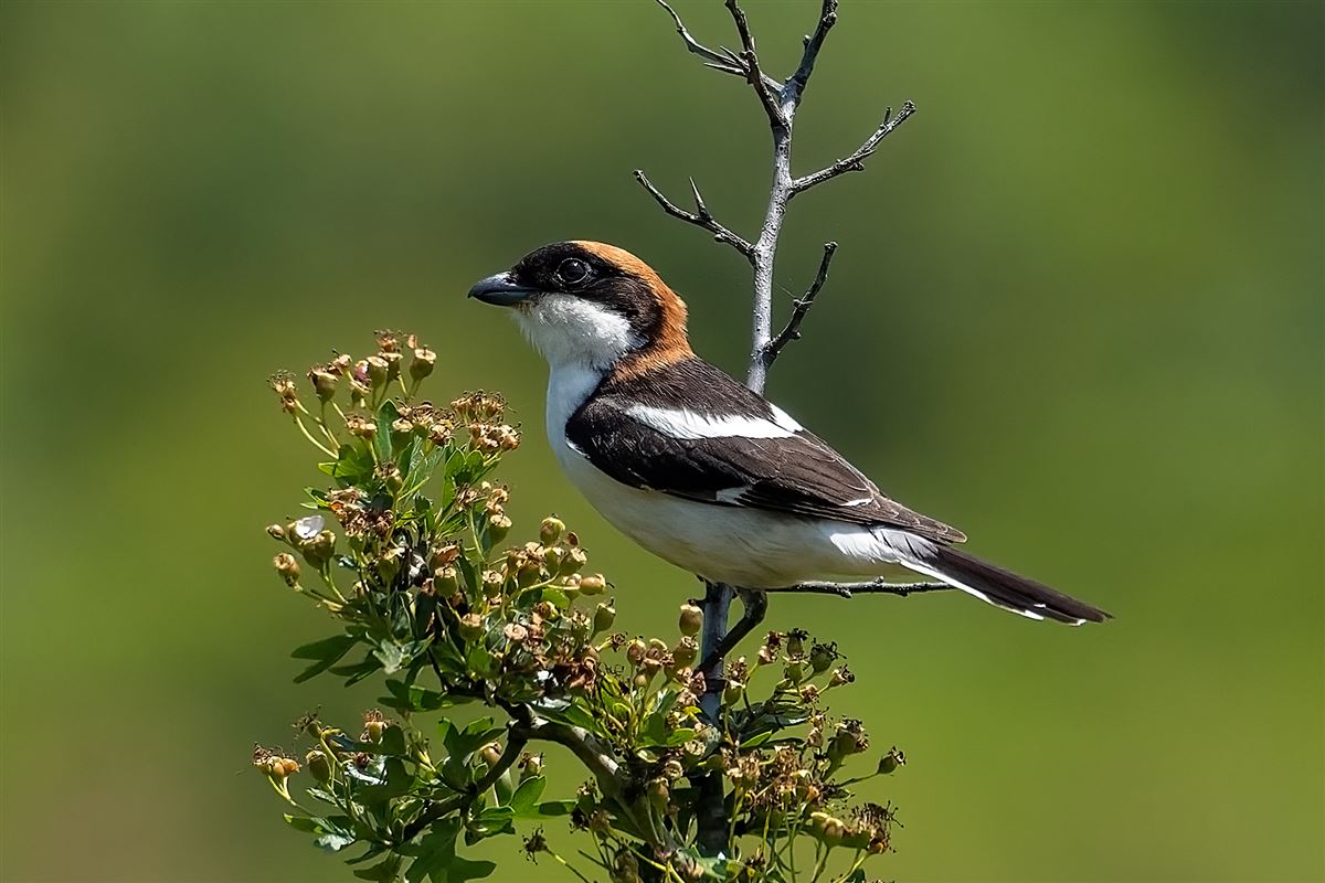 Woodchat Shrike