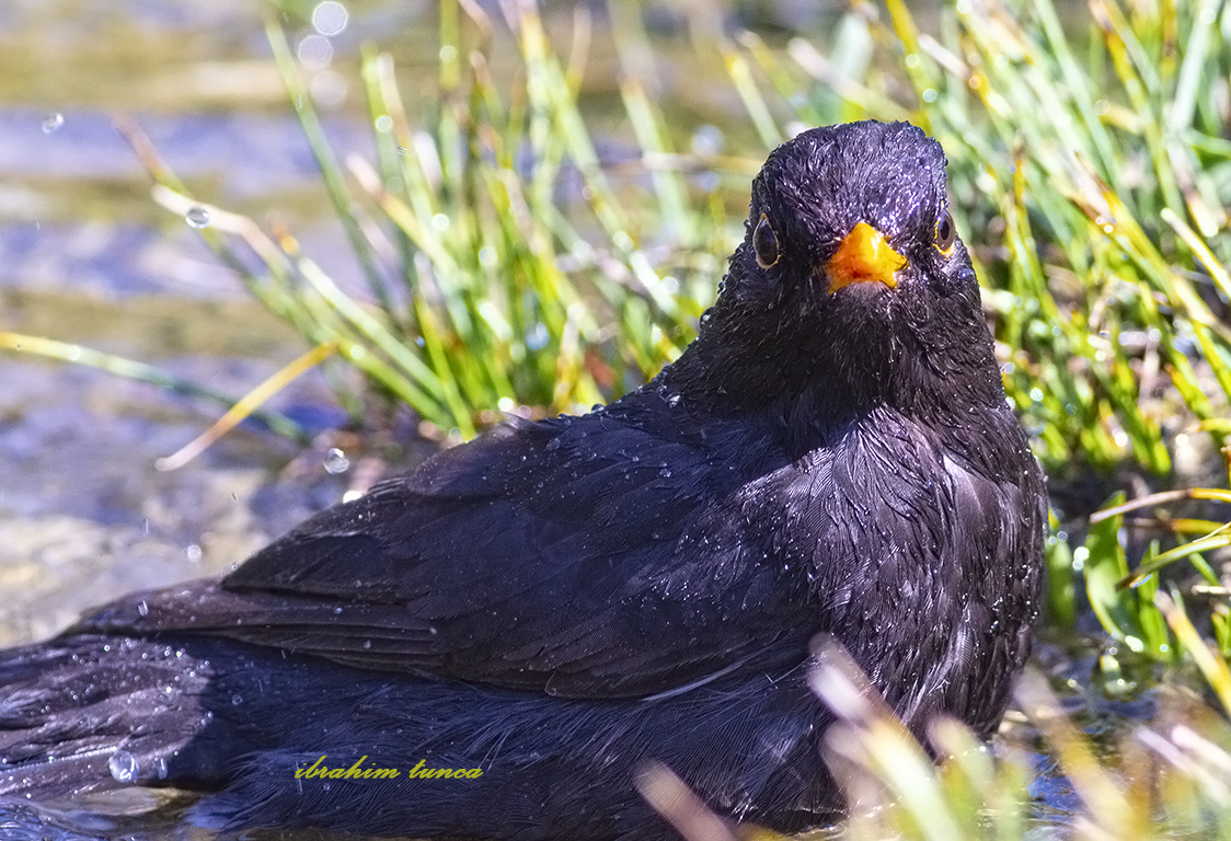 Common Blackbird