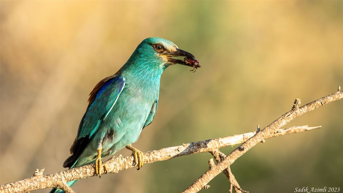 European Roller