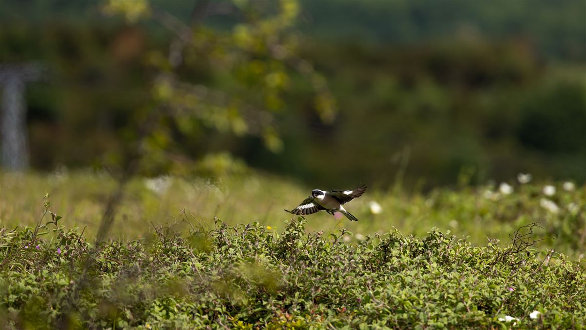 Lesser Grey Shrike