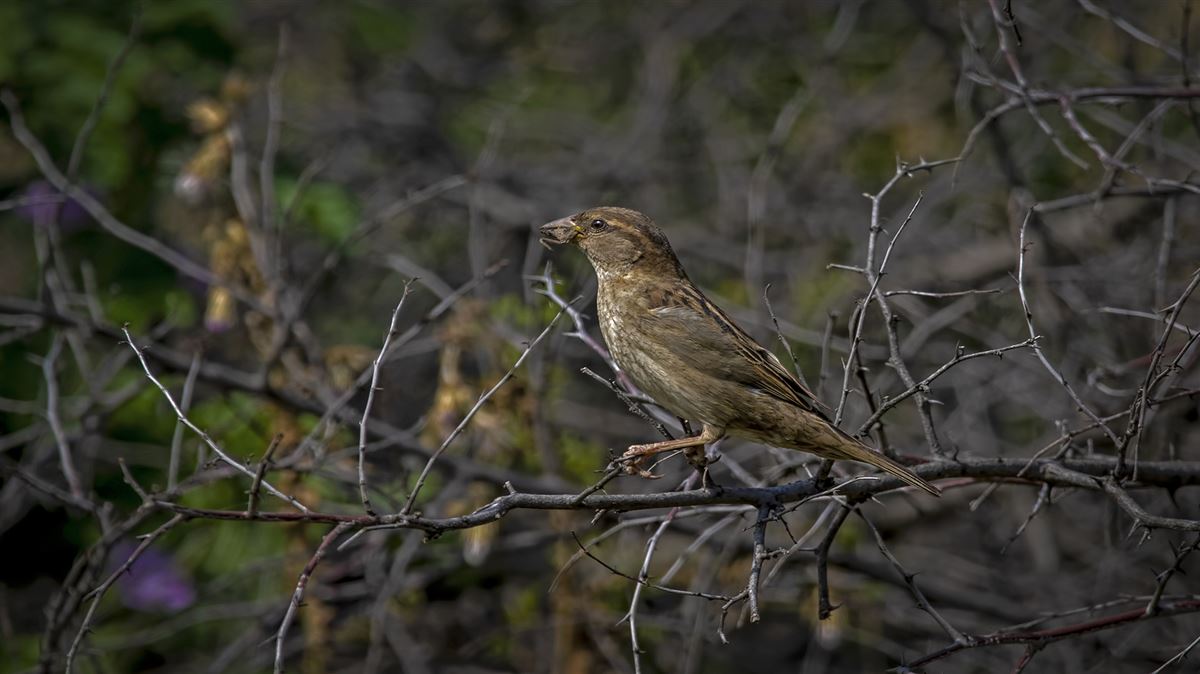 Spanish Sparrow