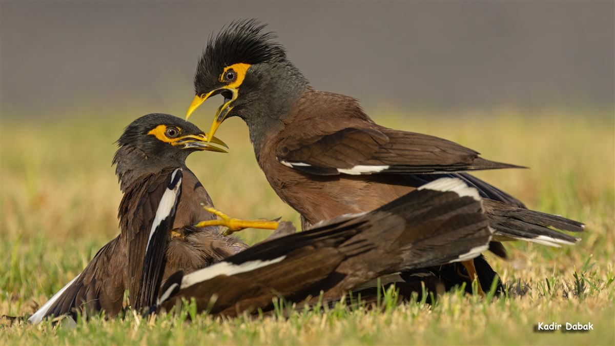 Common Myna