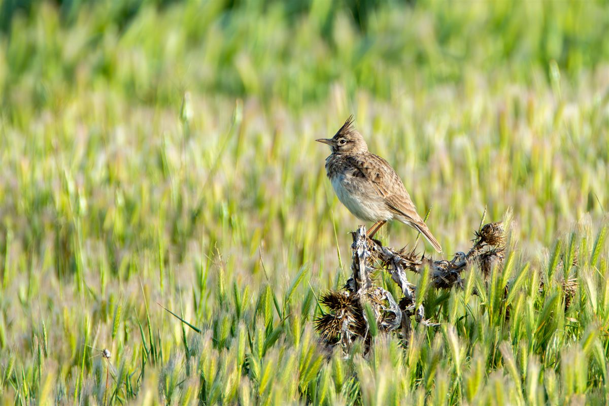 Crested Lark