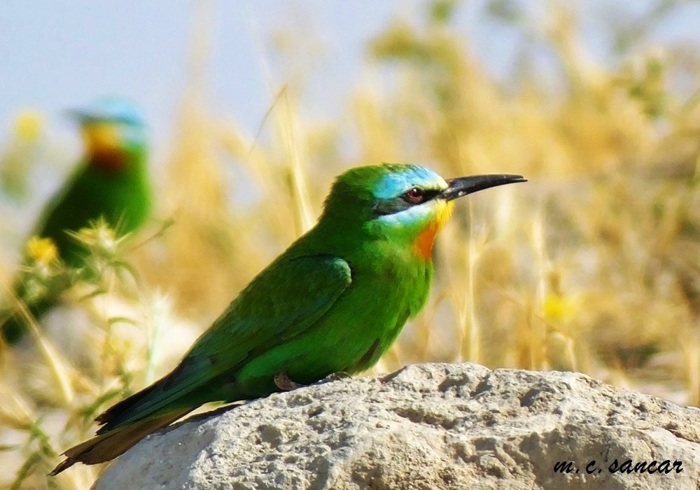 Blue-cheeked Bee-eater