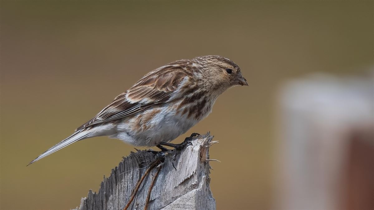 Twite