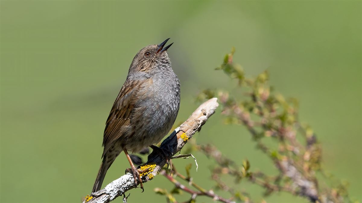 Dunnock