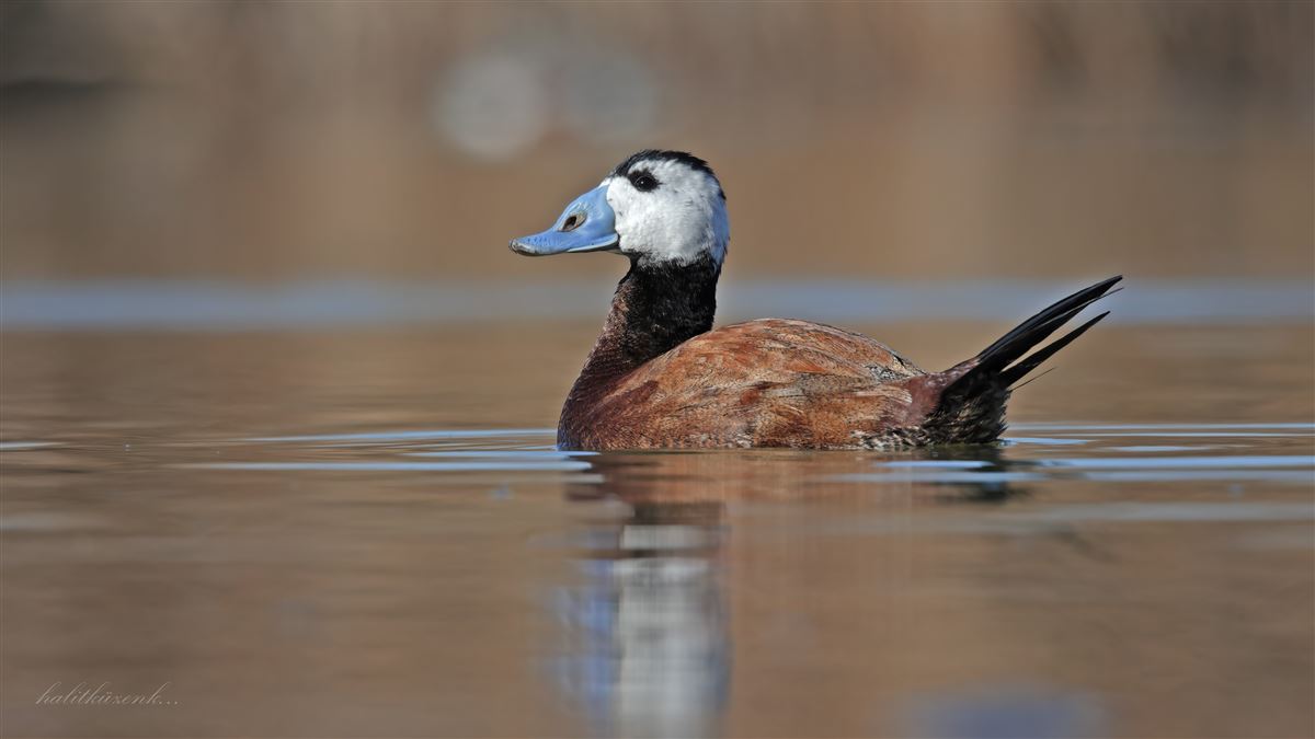 White-headed Duck