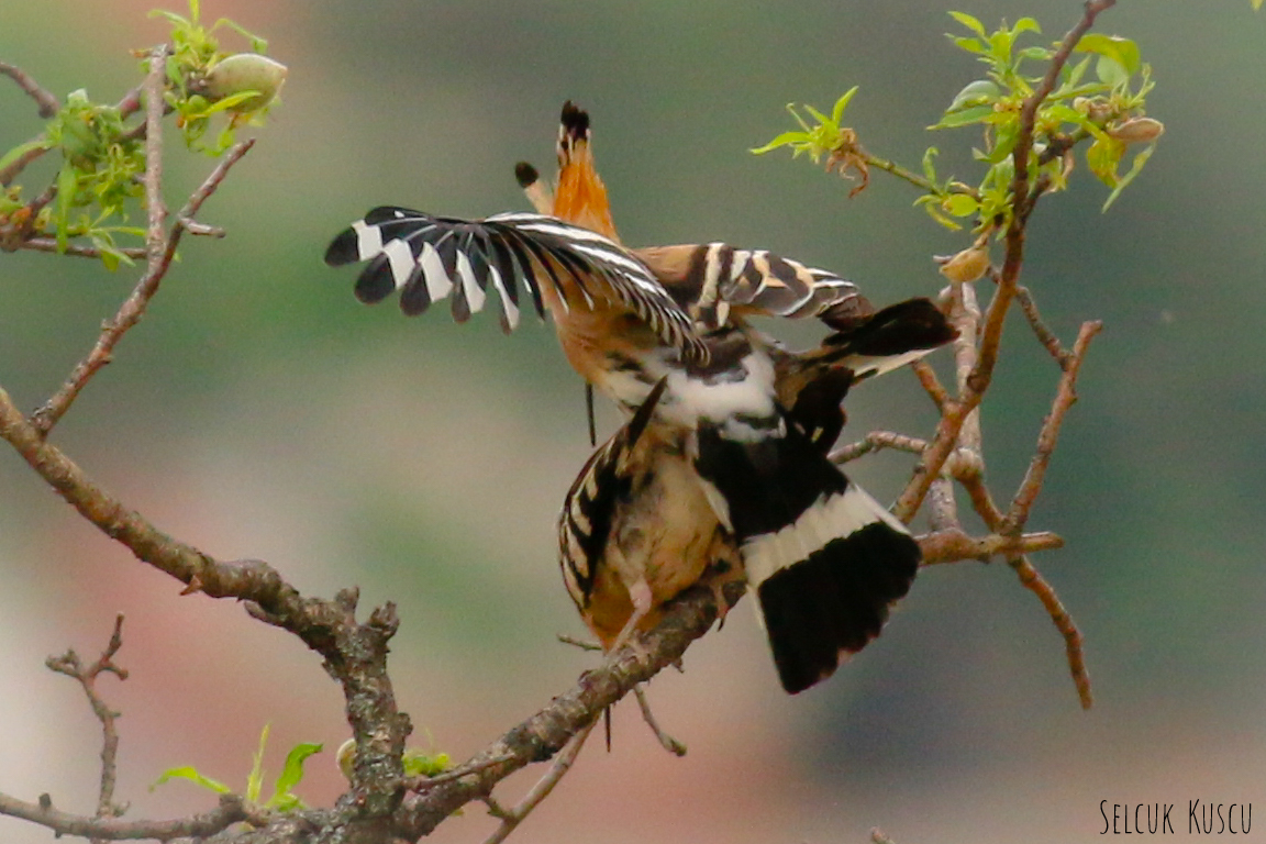 Common Hoopoe