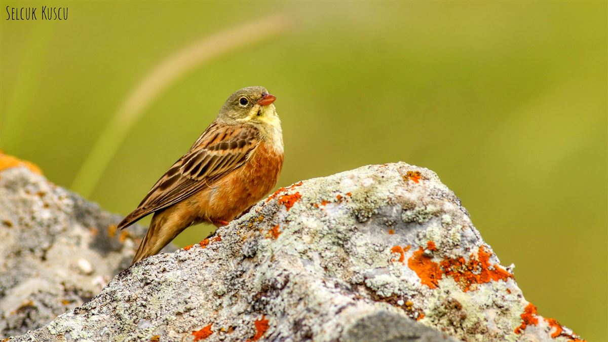 Ortolan Bunting