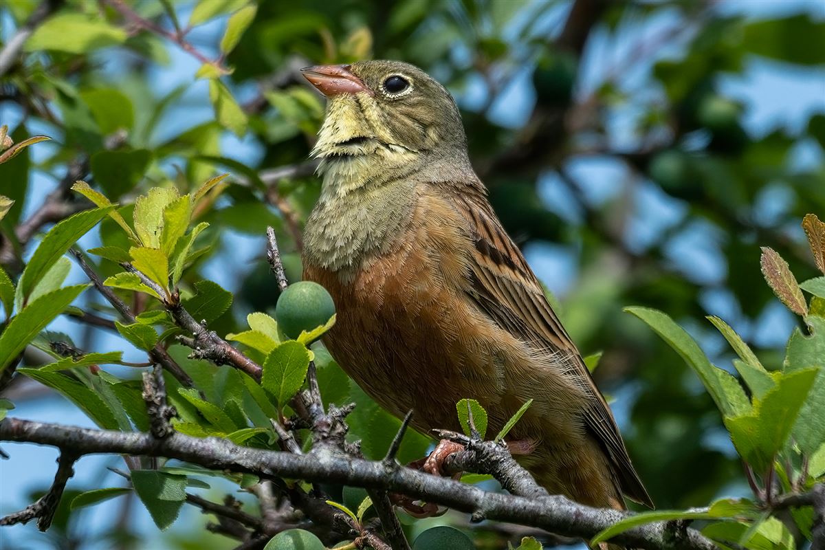 Ortolan Bunting