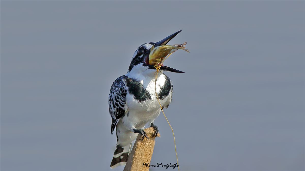 Pied Kingfisher