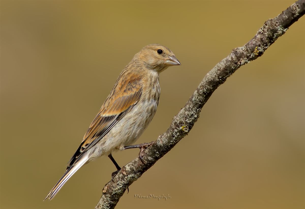 Common Linnet