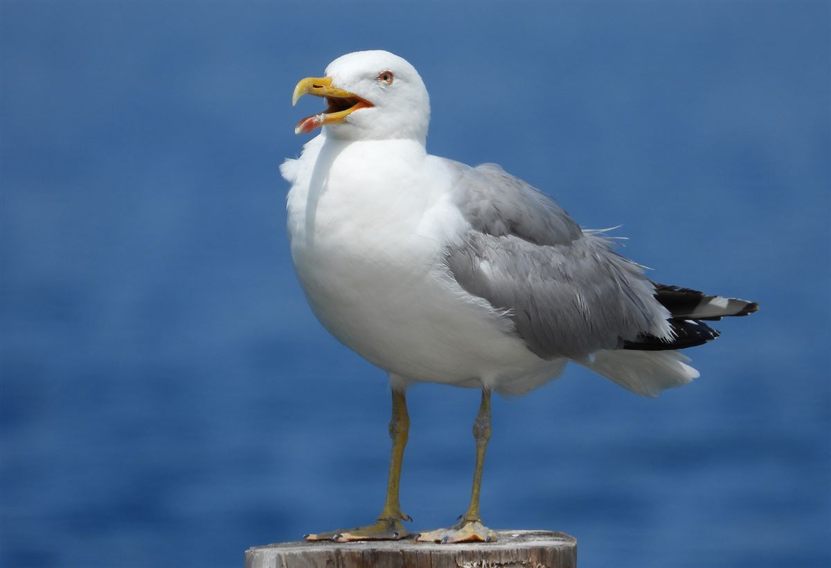 Yellow-legged Gull