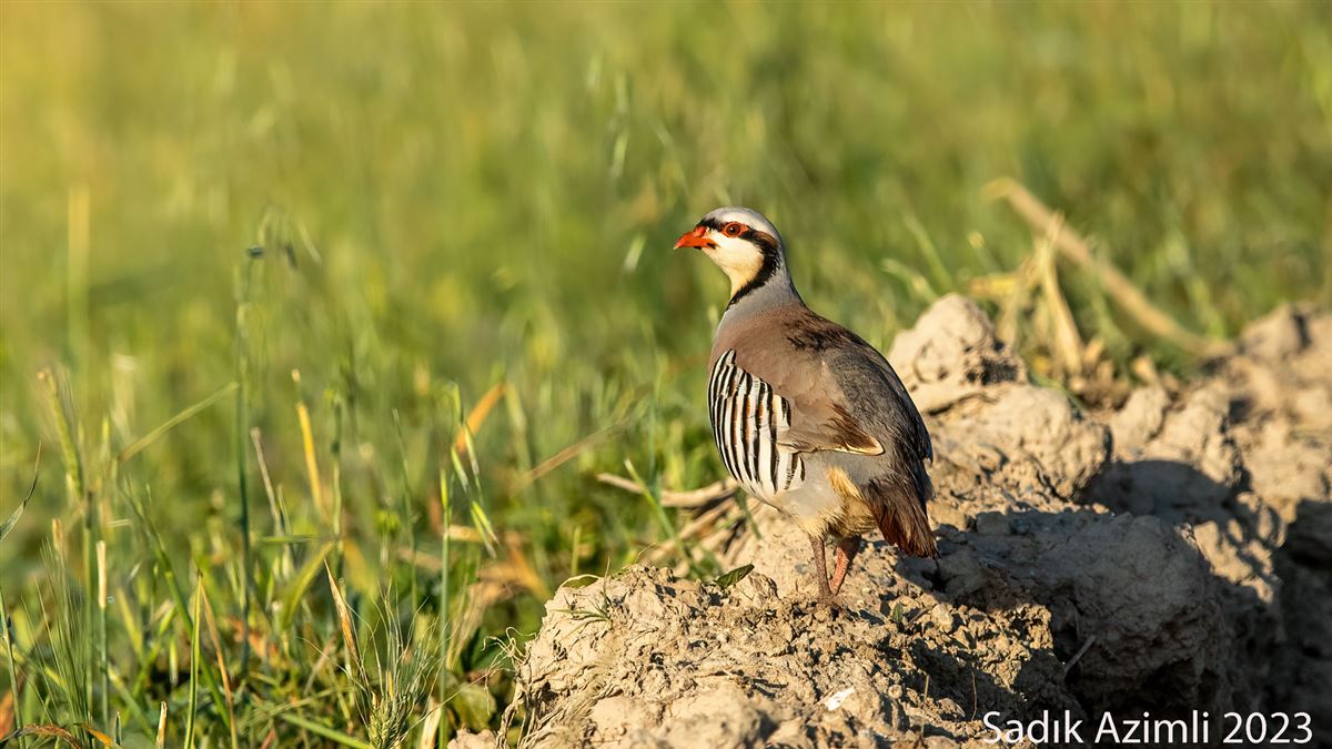 Chukar Partridge
