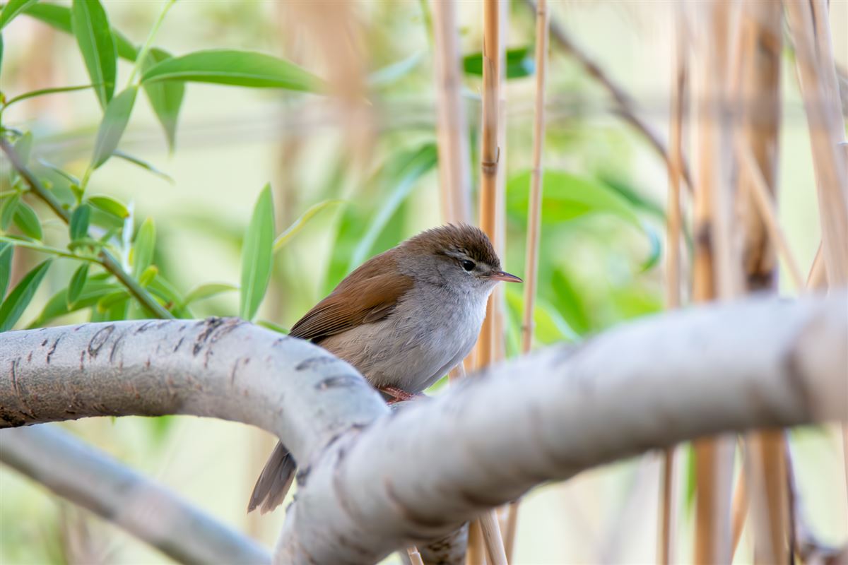 Cetti`s Warbler