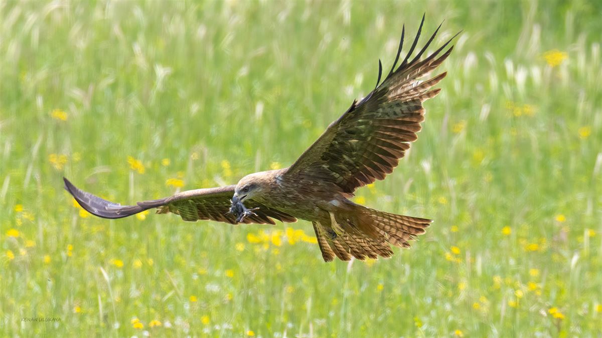 Black Kite