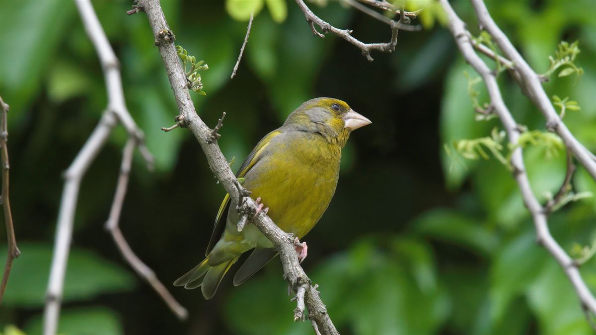 European Greenfinch