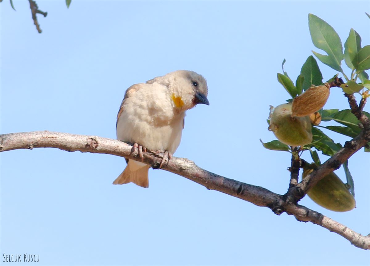 Yellow-throated Sparrow