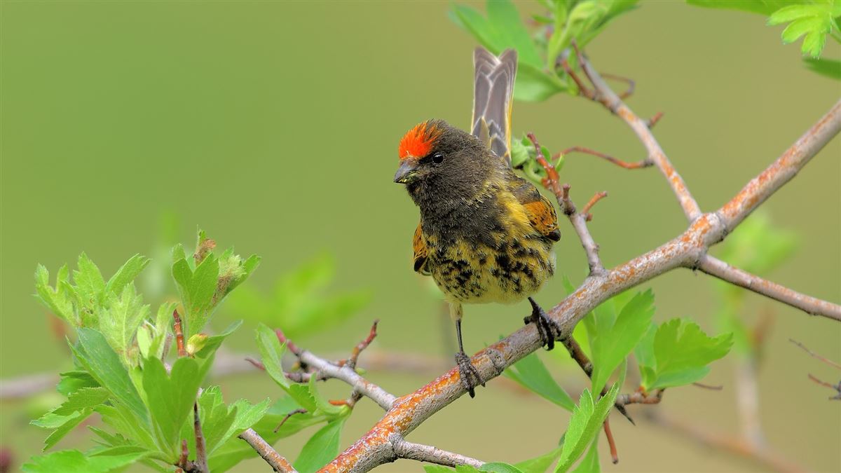 Red-fronted Serin