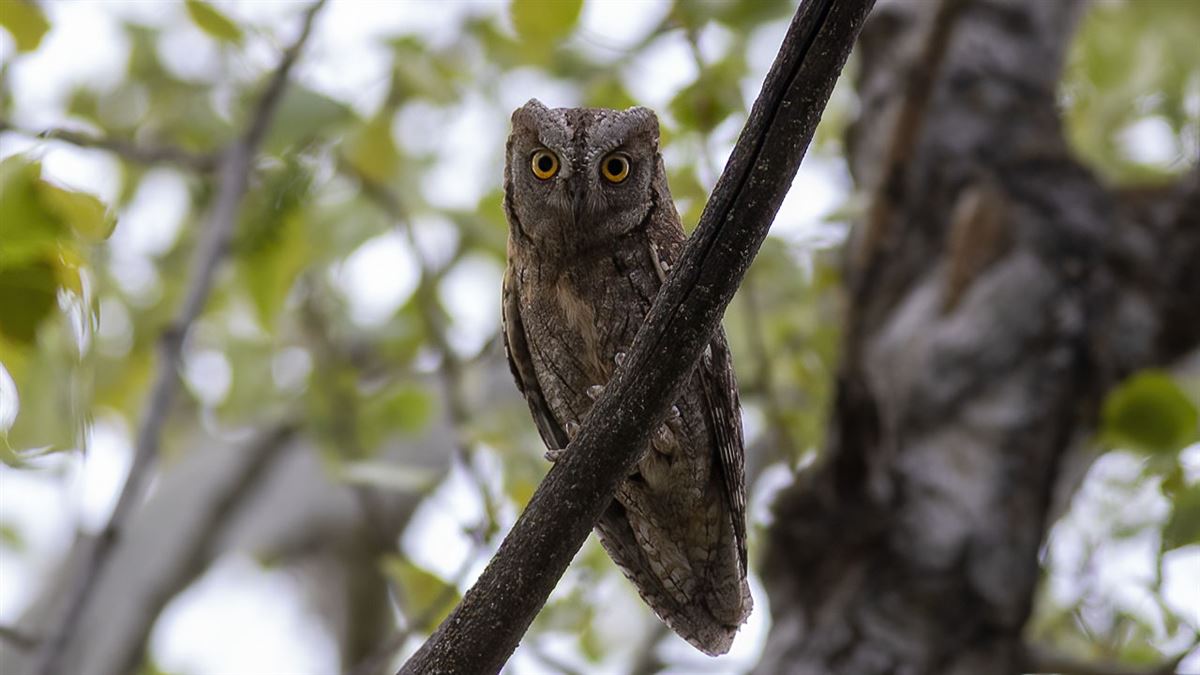 Eurasian Scops Owl