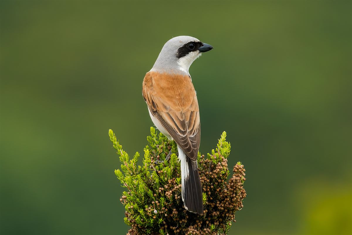 Red-backed Shrike