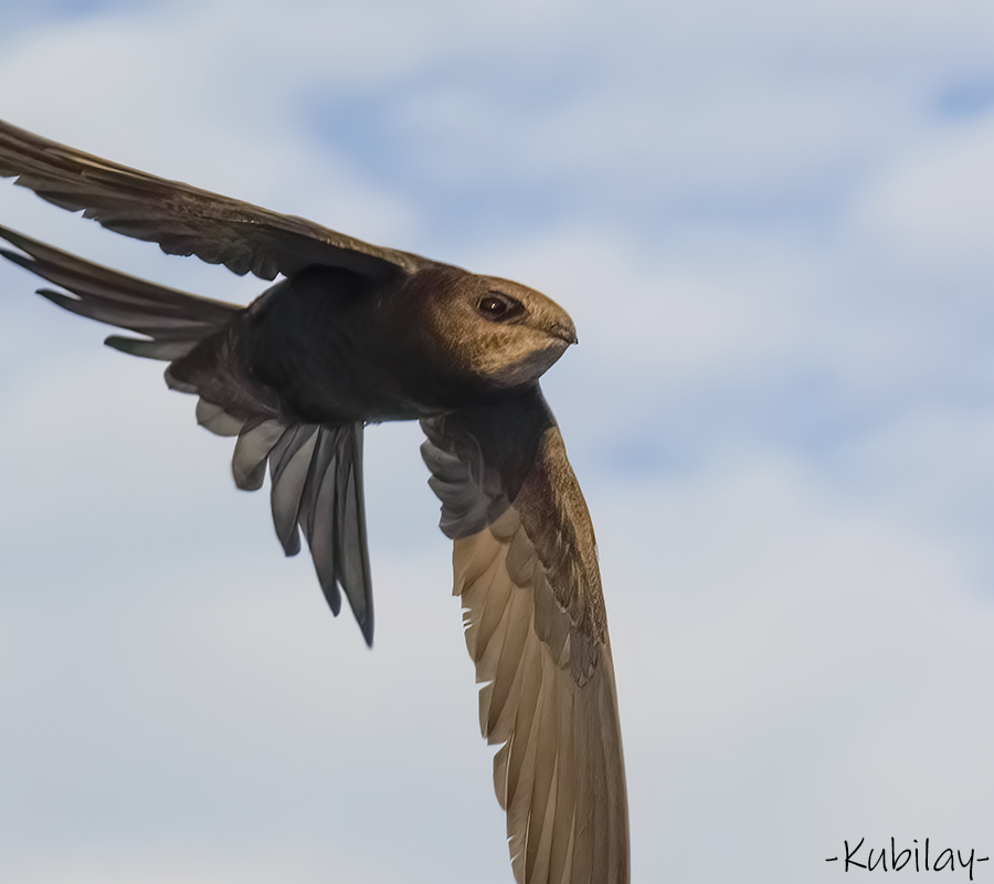 Common Swift