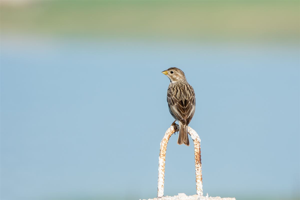 Corn Bunting