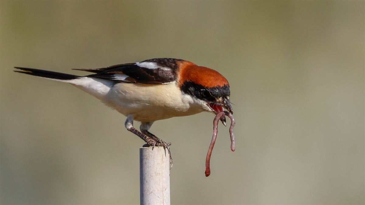 Woodchat Shrike